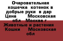 Очаровательная кошечка  котенок в добрые руки, в дар › Цена ­ 1 - Московская обл., Москва г. Животные и растения » Кошки   . Московская обл.